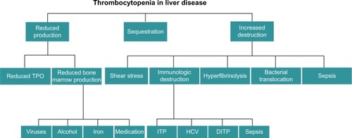 Figure 1 Factors that contribute to the development of thrombocytopenia in patients with cirrhosis.