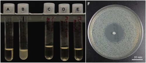 Figure 6 Bacterial broth cultures and bacterial cultures with control and gentamicin-coated pellets.Notes: (A) Control broth. (B) Bacteria-inoculated broth. (C–E) Bacteria-inoculated broth with 2.5 wt% gentamicin-coated PLA pellets. (F) 2.5 wt% gentamicin-coated PLA pellet.Abbreviation: PLA, polylactic acid.