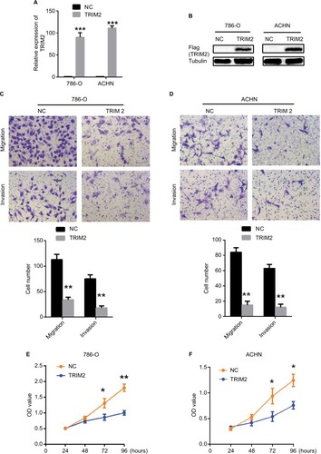 Figure 7 Effects of TRIM2 overexpression on cell migration, invasion, and proliferation.Notes: (A and B) TRIM2 mRNA and protein expressions were successfully overexpressed in 786-O and ACHN cells. (C and D) Representative images of migration and invasion assays performed using 786-O and ACHN cells. Data are presented as the mean ± SD from three independent experiments. (E and F) Cell counting kit-8 assay detected the effects of TRIM2 overexpression on the proliferation of 786-O and ACHN cells. *P<0.05, **P<0.01, and ***P<0.001.Abbreviation: NC, negative control; TRIM2, tripartite motif 2.