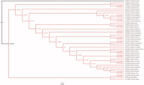 Figure 1. Maximum-Likelihood (bootstrap repeat is 100) phylogenetic trees of S. japonense and related species of Solanaceae based on the whole cp genomes. Chloroplast genomes: GenBank accession numbers: Solanum japonense (MW077727; this study), Solanum gourlayi (MH021476.1), Solanum avilesii (NC_041593.1), Solanum hondelmamii (MH021481.1), Solanum hondelmamii (NC_041608.1), Solanum berthaultii (KY419708.1), Solanum tuberosum (DQ231562.1), Solanum violaceimarmoratum (MH021595.1), Solanum laxissimum (MH021501.1), Solanum tarijense (MH021574.1), Solanum demissum (NC_041552.1), Solanum hjertingii (MK690623.1), Solanum verrucosum (MK690625.1), Solamum microdontum (MH021415.1), Solanum spegazzinii (NC_041630.1), Solanum brevicaule (MK036507.1), Solanum leptophyes (NC_041616.1), Solanum bukasovii (NC_041621.1), Solanum multiinterruptum (MH021521.1), Solanum sogarandinum (MH021551.1), Solanum paucissectum (NC_041624.1), Solanum andreanum (MH021410.1), Solanum cardiophyllum(MK690622.1), Solanum bulbocastanum(DQ347958.1), Solanum lycopersicum (KP331414.1), Solanum dulcamara(KY863443.1), Solanum nigrum (KT375308.1), Scrophularia dentate (KT428154), Acnistus arborescens (NC_030185.1), Capsicum frutescens (KR078312.1), Datura stramonium (NC_018117.1), Eriolarynx fasciculate (NC_030171.1), Hyoscyamus niger (KF248009.1), Iochroma australe (NC_029833.1), Iochroma ellipticum (NC_030177.1), Iochroma salpoanum (NC_030168.1), Nicotiana sylvestris (NC_007500.1), Nicotiana tabacum (Z00044.2), Nicotiana undulata (NC_016068.1), Solanum bulbocastanum cultivar PT29 (DQ347958.Q), Scopolia parviflora (NC_030282.1).