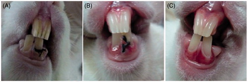 Figure 8. Pictures of rabbits with ligated tooth and control tooth at different days after operation, A: 0 day; B: 7 days; C: 14 days.