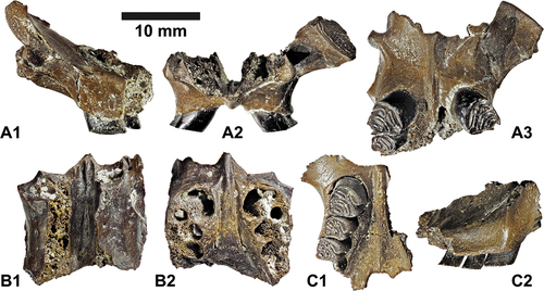 Figure 2. Cranial fragments of the minute beaver Euroxenomys minutus (von Meyer Citation1838), from the early Late Miocene locality Hammerschmiede (Bavaria, Germany), local stratigraphic level HAM 4. (A) SNSB-BSPG 2020 XCIV-9124, maxillae and fragmentary palatine with left P4 and right P4-M1 in left buccal (A1), mesial (A2) and occlusal (A3) views. (B) SNSB-BSPG 2020 XCIV-9523, maxillae and fragmentary palatine without dentition but with preserved alveoli of left P4-M3 and right P4-M2 in dorsal (B1) and occlusal (B2) views. (C) SNSB-BSPG 2020 XCIV-9522, right maxilla and fragmentary palatine with right P4-M2 in occlusal (c1) and right buccal (C2) views. Scale bar equals 10 mm.