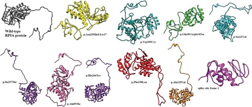 Figure 2. 3D models of wild-type and all reported RPIA mutant proteins.