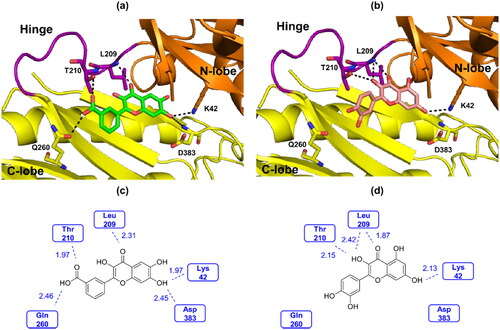 Figure 4. (a) The best-docked pose of compound 20s with the 3D model of IP6K2. (b) The best-docked pose of quercetin with the 3D model of IP6K2. (c) Interaction between compound 20s and IP6K2. (d) Interaction between quercetin and IP6K2.