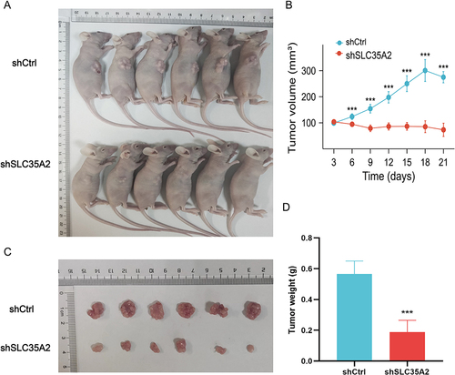 Figure 9 Knockdown of SLC35A2 inhibits breast cancer cell tumorigenesis in vivo. (A) The appearance of nude mice from MCF7 shCtrl and shSLC35A2 groups. (B) Tumor size of the two groups. (C) Tumor images of nude mice in the two groups. (D) Weight of tumors in the two groups. (***p < 0.001).