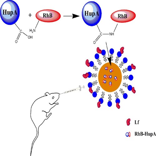 Figure 1 RhB-HupA encapsulated in NE was intranasally administrated to rats.