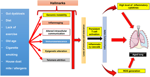 Figure 3. Role of inflammation and other hallmarks in driving lung aging. Numerous factors, including gut dysbiosis, aging, cigarette smoking, exposure to allergens, dietary patterns, and sedentary lifestyles, collectively contribute to a spectrum of immunological phenomena. These encompass immunosenescence, genomic instability, inflammaging, alterations in intracellular communication, epigenetic modifications, and telomere attrition. This intricate web of influences invariably results in the erosion of immune cell tolerance. The culmination of these hallmarks further translates into the loss of tolerance among DCs subsequently giving rise to sustained T cell activation. Consequently, triggers an augmented production of pro-inflammatory cytokines and ROS, ultimately fostering an inflammatory state. The consequences of this chronic inflammation, in the context of the respiratory system, precipitate the phenomenon known as lung aging. The figure is party adaptedCitation143.The artwork used in this figure was adapted from Servier Medical Art (http://servier.com/Powerpoint-image-bank). Servier Medical Art by Servier is licensed under aCreative Commons Attribution 3.0 Unported Licen.