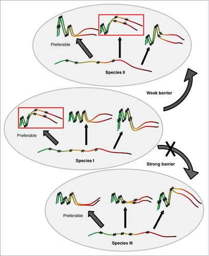 FIGURE 3. Model for cross-species prion transmission. Large gray ellipses correspond 3 different yeast species. Non-prion form of PrD domain of Sup35 protein is shown as wavy line, while prion polymers are shown by pleated lines demonstrating in-register parallel β-sheet architecture. Zigzags correspond to turns between β-strands. Prion strains formed by one and the same protein differ from each other by both size/location of cross-β regions, and positions of turns. Due to differences in amino acid sequences, homologous proteins from different species can generate different spectra of strains. Each species has a preferable strain conformation (pointed to by a thick arrow), and different strains may have different preferable conformations. When prion proteins from different species can adopt similar conformations (as in examples within the rectangles), and a donor protein prefers such a conformation (or is present in such a conformation in the specific experiment), cross-species prion transmission may occurs relatively efficiently, and prion species barrier is weak (as shown for species I and II on this Figure). When prion proteins from different species do not produce strains of identical or similar conformations, strong species barrier is detected (as shown for species I and III on this Figure).