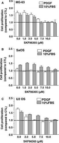 Figure 5.  Effect of the TRPC inhibitor SKF96365 on osteoblastic cell proliferation. MG-63 (A), SaOS (B) and U2 OS (C) osteoblasts were cultured for 48 h in DMEM-F12 supplemented with 10% FBS or 25 ng/ml PDGF and increasing concentrations of SKF96365. Cell proliferation was determined after 48 h by the MTT assay and data are the mean ± SEM of the cell proliferation compared to control condition in culture medium from 3–6 independent experiments. Statistical analyses were performed by ANOVA with Dunnett's post-test (p < 0.001 from 2 µM SKF96365 for MG-63 with either PDGF or FBS; p < 0.001 from 5 µM SKF96365 for SaOS with FBS; p < 0.001 from 2 µM SKF96365 for U2 OS with either PDGF or FBS)