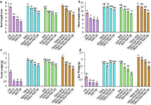 Figure 1. Effect of TRIA and H2S on root length (A), shoot length (B), fresh weight (C) and dry weight (D) in plants under salinity. Each number represents the mean of three replicates for each treatment level, as well as the standard error of the mean (SEM). Means inside a column separated by a distinct letter differ substantially at <p 0.05. CN- control; TRIA- Triacontanol; H2S- Hydrogen sulfide; NaCl I- 50 mM; NaCl II- 100 mM; NaCl III- 150 mM.