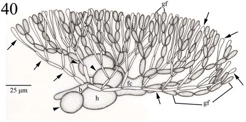 Fig. 40. Young carposporophyte of Actinotrichia taiwanica sp. nov. (#SLL CP-07-21-2002-1). Two to four basal gonimoblast cells are incorporated in the formation of a fusion cell. Sterile branches derived from the hypogynous cell (arrowheads) retain their distinct shape. Involucral filaments (paraphyses; arrows) produced by the basal cell intermingle with the gonimoblast filaments. Abbreviations: b, basal cell; fc, fusion cell; h, hypogynous cell; gf, gonimoblast filament.