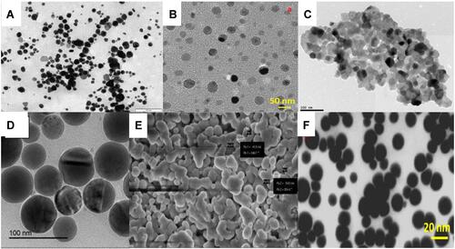Figure 4 Different micrographic images of the plant-based SeNPs representing nanoparticles of various shapes and sizes. The images are adapted from the references.Citation14,Citation23,Citation46,Citation48,Citation76 (A) SeNPs synthesized from Cassia auriculata (B) SeNPs synthesized from Hibiscus sabdariffa (C) SeNPs synthesized from Emblica officinalis (D) SeNPs synthesized from Catathelasma ventricosum (E) SeNPs synthesized from Withania somnifera (F) SeNPs synthesized from Ocimum tenuiflorum.