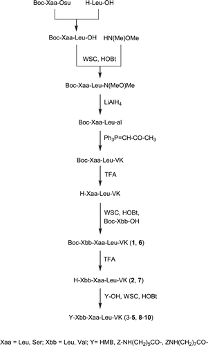 Scheme 1.  Synthesis of new vinyl ketone derivatives 1–10.