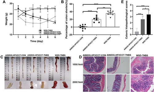 Figure 1 WSD fueled more severe inflammatory responses in mice with TNBS-induced colitis.