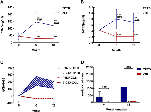 Figure 3 BTM before, 6 months and 12 months after surgery of patients in the TPTD and ZOL groups. (A) P1NP, (B) β-CTX, (C) percentage change from baseline of P1NP and β-CTX, (D) anabolic window. **P<0.001 compared to preoperative concentration within group, ***P<0.0001 compared to preoperative concentration within group, ###P<0.001 compared between groups.