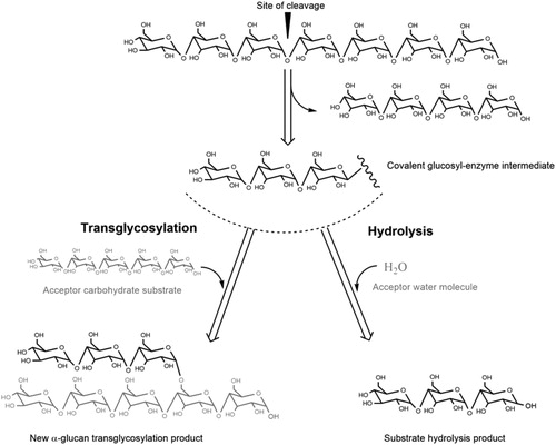 Figure 3. Examples of tranglycosylation and hydrolysis reactions.