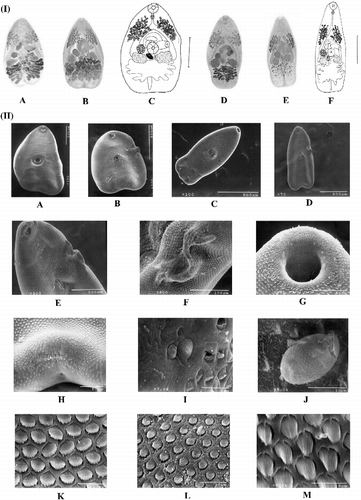 Figure 1.  Morphological comparison of two nominal species of identified Langeronia and SEM photomicrographs. (I) General morphology: L. macrocirra (A–C) and L. cf. parva (D–F). (A) Holotype, Lithobates sp. (locality unknown, CNHE 13885), Mexico. (B) R. marina Lago de Catemaco, Veracruz (CNHE 4875). (C) R. marina, Lago de Catemaco, Veracruz (CNHE 4875). (D) Paratype, Lithobates pipiens, Alburg, Vermont, USA (USNPC 70558) and L. vaillanti, Laguna Escondida, Veracruz (CNHE 4874). (E) L. vaillanti, Laguna Escondida, Veracruz (CNHE 4874). (F) L. vaillanti, Laguna Escondida, Veracruz (CNHE 4874). Reference bar: C = 0.5 mm and F = 0.3 mm. (II) SEM photomicrographs: L. macrocirra from Lago de Catemaco, Veracruz, R. marina: (A, B, F–I, K, and L). L. cf. parva from Laguna Escondida, Veracruz, L. vaillanti (C–E, and J).Whole worm without tuck (A and C) and with tuck (B and E). Details of the tuck (E and F). Ciliated dome-shaped papillae (type I) on ventral surface anterior part of the oral sucker (G). Excretory pore (H). Small non-ciliated dome-shaped papillae (type II) close to a papillae type I on ventral surface around the acetabulum (I). Egg rough elliptical and operculate (J). Tegumental spines allocated near to the acetabulum (K). Spines allocated near to the posterior end (L). Small papillae ciliated among spines (M).