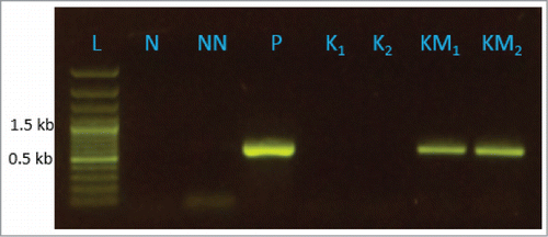 Figure 2. Result of reverse transcriptase (RT) PCR showing expression of MBO synthase gene in transgenic N. punctiforme strain SBG102. Lanes K1 and K2 are biological replication of control strain SBG101 bearing pSUN4KK2 and KM1 and KM2 are biological replication of transgenic strain SBG102 bearing pSUN4KK2-MBO. Lane L is size ladder, N is template negative control for PCR, NN is negative control using product from reaction lacking reverse transcriptase, P is positive control using the template pSUN4KK2-MBO.