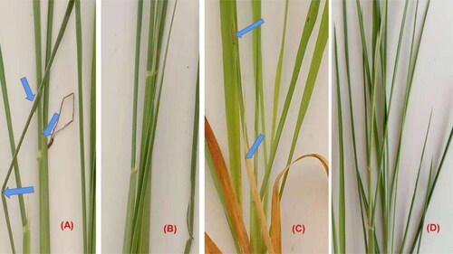 Figure 5. An illustration of biological control in greenhouse on the rice plant. (A) Treated with strain TA-47 and M. grisea; the results indicated there was infection produced by M. grisea, but Strain TA-47 inhibited it. (B) Treated with strain TA-47 only; in the figure shown, there was no lesion or infection occurred. (C) Treated with M. grisea only; there were lesions and drying leaves as symptoms of infection. (D) Ck (check) control value; there was no treatment given. No symptoms of infection occurred. Note: Blue arrows point to the symptoms of infection.