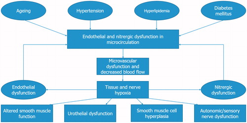Figure 2. Endothelial and nitrergic dysfunction in microcirculation.