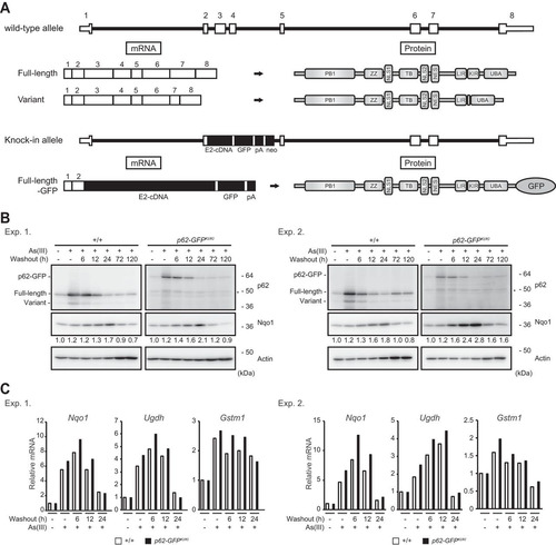 FIG 6 The p62 variant negatively regulates the p62-Keap1-Nrf2 axis in mouse hepatocytes. (A) Schematic diagram of the genome structures of wild-type p62 and p62-GFP knock-in alleles. Coding exons, numbered in accordance with the initiation site (exon 1), are depicted by white boxes. E2-cDNA–GFP–pA indicates the p62 cDNA fragment (positions 302 to 1326) fused with GFP cDNA and simian virus 40 (SV40) poly(A). mRNAs and proteins produced from each allele are shown. (B) Immunoblot analysis. Primary hepatocytes prepared from both wild-type and p62-GFP knock-in mice were challenged with 10 μM sodium arsenite [As(III)] for 12 h. After removal of As(III), cells were cultured in regular medium for the indicated times. Cell lysates were prepared and subjected to immunoblot analysis with the indicated antibodies. Data show the results of two independent experiments. Numerical values indicate the results of quantitative densitometric analyses of Nqo1 normalized against the levels in nontreated cells. An asterisk indicates a nonspecific band. (C) Real-time PCR. Relative mRNA levels of Nrf2 targets in hepatocytes prepared as described for panel B are shown. Values were normalized against the corresponding mRNA levels in nontreated wild-type or p62-GFP knock-in hepatocytes. The experiments were performed two times.