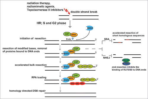 Figure 1. A model for EXD2′s role in suppressing genome instability. EXD2 accelerates DNA-end resection initiated by the MRN/CtIP complex. Subsequently, EXO1 or DNA2, in conjunction with BLM generate longer 3′ ssDNA tails. RPA loaded on ssDNA is then exchanged for RAD51 to promote strand invasion and HR. Processed DSB-ends are no longer suitable substrates for SSA or NHEJ.