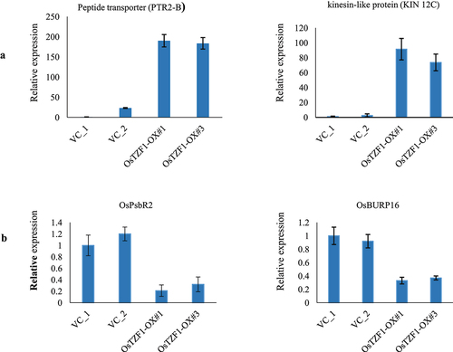 Figure 5. qRT-PCR analysis of up-regulated genes identified in POsTZF1:OsTZF1-OX plants by microarray analysis. A) The analyzed upregulated genes were peptide transporter (Os01g0871600) and kinesin-like protein (Os03g0587200). B) The downregulated genes analyzed were OsPsbR2 (Os07g0147550) and OsBURP16 (Os10g0409400).