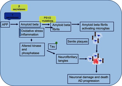 Figure 5 Mechanism of neuronal damage and Alzheimer's disease (AD) progression.Note: Extracellular and intracellular amyloid β and tangles cause extreme toxicity, resulting in synaptic damage and increased reactive oxidative stress that then leads to microglial infiltration around the plaque areas.