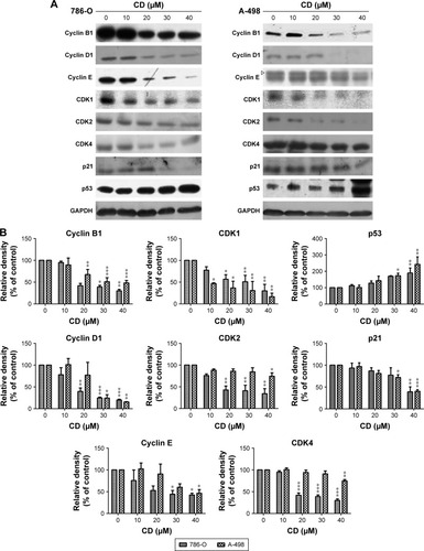 Figure 3 (A) Immunoblots of cyclins, CDKs, p21, and p53 in CD-treated RCC cells. GAPDH was used as the internal control. (B) The bar graphs show densitometric data (mean±SD) from three to five independent experiments.