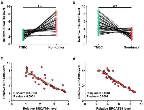 Figure 1. Analysis of the differential expression of BRCAT54 and miR-130b and their correlations.