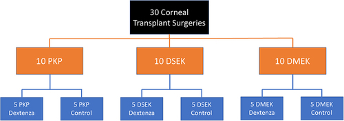 Figure 3 Study groupings showing the distribution of 30 corneal transplant surgeries into PKP, DSEK, and DMEK, each further subdivided into Dextenza-treated and control groups.
