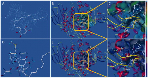 Figure 7. Docking binding model of 10d with yeast α-glucosidase. (A): Binding mode of 10d docked with the prototype molecular of the active site. (B) and (C): Active site MOLCAD surface representation of lipophilic potential. (D): The interaction of 10d with the surrounding amino acids. (E) and (F): Active site MOLCAD surface representation of hydrogen bonding.