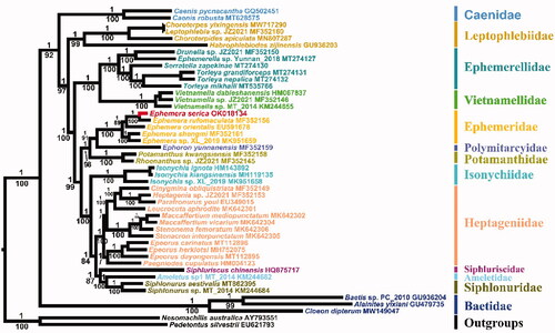 Figure 1. Phylogenetic tree of Ephemeroptera based on 13 PCGs and 2 rRNA genes, inferred using MrBayes (BI) and IQ-tree (ML). The values above and below the branches are the Bayesian posterior probability and maximum-likelihood ultrafast bootstrap values, respectively.