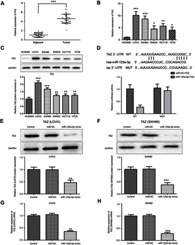 Figure 2 TAZ was upregulated in CRC cells and is a direct target gene of miR-125a-5p. (A) The mRNA expression of TAZ in CRC tissues was determined by qRT-PCR. The mRNA and protein expression of TAZ in CRC cell lines LoVo, SW480, SW620, HCT116, HT29 was determined by qRT-PCR (B) and Western blot (C). (D) Luciferase activity was detected in cells co-transfected with TAZ 3ʹUTR WT/MUT and miR-125a-5p mimic/mimic control by dual-luciferase reporter assay. Protein expression levels of TAZ in LoVo (E) and SW480 (F) cells transfected with miR-125a-5p mimic or mimic control was detected by Western blot. mRNA expression levels of TAZ in LoVo (G) and SW480 (H) cells transfected with miR-125a-5p mimic or mimic control was detected by qRT-PCR. Dates are expressed by mean ± standard deviation. (A) ***P<0.001 vs colorectal cancer adjacent tissues. (B and C) *P<0.05, **P<0.01, ***P<0.001 vs NCM460. (D–H) **P<0.01, ***P<0.001 vs control.Abbreviations: CRC, colorectal cancer; NCM460, normal colonic mucosa epithelial cells; miR-NC, microRNA mimic control; miR-125a-5p, microRNA-125a-5p.