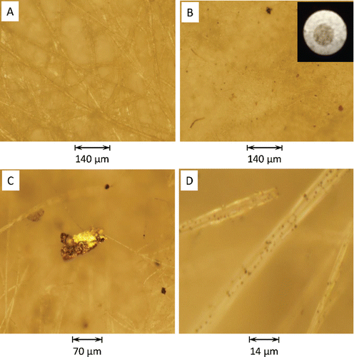 Figure 4. Magnified images of different PSAP filters under a microscope: (a) blank filter (M = 10) and (b) exposed filter (M = 10). M = microscope magnification. Insert is photograph of a particle-laden PSAP filter. Magnified images of a (c) larger pendent particle hanging from filter fibers (M = 20) and (d) smaller particles loading the filter fiber surface (M = 100).