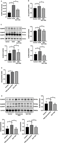 Figure 4 The effect of GLP-1RA on SLMAP expression in myocardium of mice with DCM and H9c2 cells. (A) The expression of myocardial SLMAP among three groups was detected by Label-free quantitative proteomics analysis (n = 3/group). (B) The expression of Slmap mRNA in the myocardium of mice among three groups was measured by qPCR (n = 6/group). (C) Representative Western blot and quantification of three isoforms of SLMAP (SLMAP1-3) protein levels in the myocardium of mice (n = 6/group). (D) The expression of Slmap mRNA in H9c2 cardiomyocytes was detected by qPCR (n = 6). (E) Representative Western blot and quantification of SLMAP1-3 protein levels in H9c2 cells (n = 6/group). Data are expressed as mean ± SD. *P <0.05 compared with control group; #P <0.05 compared with DCM group or high glucose/FFA group.