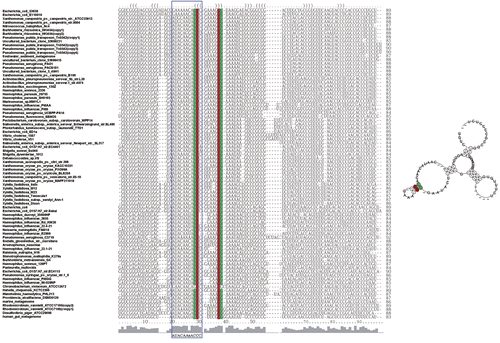 Figure 4 Multiple alignments and a consensus secondary structure model of the sRNA-Xcc1 homologs. Multiple alignments were done using the ClustalW program and the consensus secondary structure was predicted based on the multiple alignment using RNAalifold program. The conserved sequence motif ‘AUACAAnACCC’ was boxed.