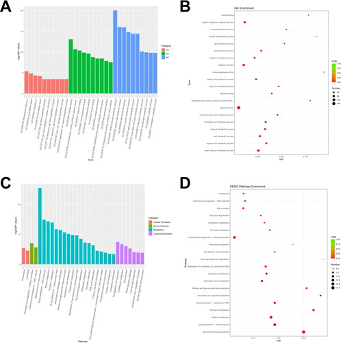 Figure 4. Functional enrichment analysis of down-regulated DEGs. (A) Bar graph of GO enrichment analysis; (B) Bubble diagram of GO enrichment analysis; (C) Bar graph of KEGG Pathway enrichment; (D) Bubble diagram of KEGG Pathway enrichment.