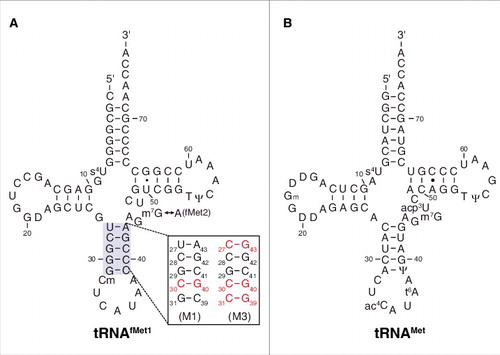 Figure 1. Transfer RNA molecules used in this study. Secondary structures of E. coli tRNAfMet1 (A) and tRNAMet (B) are shown, with mutations M1 and M3 of the anticodon stem of tRNAfMet indicated. Isoacceptor tRNAfMet2 is identical to tRNAfMet1 except that nucleotide 46 is A rather than m7G. D, dihydrouridine; Ψ, pseudouridine; s4U, 4-thiouridine; Cm, 2′-O-methylcytidine; Gm, 2′-O-methylguanosine; m7G, 7-methylguanosine; ac4C, N4-acetylcytidine; acp3U, 3-(3-amino-3-carboxypropyl)uridine; t6A, N6-threonylcarbamoyladenosine.