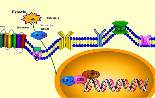 Figure 3 HIF-1a/BNIP3 signaling mechanism. Stimulation by external factors activates HIF-1α, which binds to the HRE within the BNIP3 promoter region and stimulates BNIP3 expression.