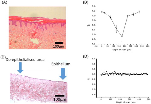 Figure 4. H&E histology and corresponding pH data calculated from Raman data of control (A & B), and wound model TE-skin (C & D). Samples stained with H&E are ×100 magnification, scale bar represents 100 µm, n = 3.