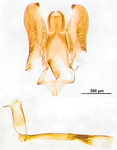 Figure 6. Male genitalia Scarlata guichardii gen. et sp. nov. holotype.