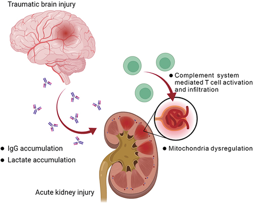 Figure 10 Summary of the postulated impact on kidney after traumatic brain injury. The graph was created with BioRender.com.