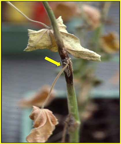 Figure 4. Lesion (denoted by arrow) incited by F. lateritium on velvetleaf plant under greenhouse conditions, 5 d after treatment with 2,4-DB (0.02 kg a.e. ha−1) followed 5 min later by an inoculative spray of F. lateritium conidia at 1.5 × 106 conidia ml−1.
