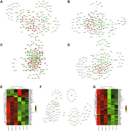 Figure 2 The coding-non-coding gene co-expression network between lncRNAs and mRNAs. (A–D) The up-regulated lncRNAs and their related mRNAs. (E) The heat map of up-regulated lncRNA-related mRNAs. (F) The down-regulated lncRNAs and their related mRNAs. (G) The heat map of down-regulated lncRNA-related mRNAs. The circle represented mRNA and the triangle represented lncRNA. Red meant up-regulated gene and green mean down-regulated gene.