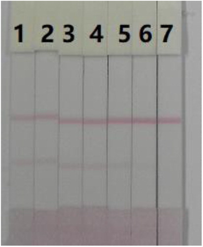Figure 7. Result of LFA under optimisation condition in 0.01 M PBS. 1–7 represents concentration of 0, 2.5, 5, 10, 25, 50, and 100 ng/mL.