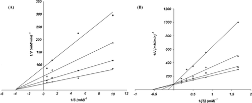 Figure 2.  The Lineweaver–Burk plots derived from the inhibition of yeast and mouse α-glucosidases. (A) The yeast α-glucosidase (α-Gls) activity was measured as a function para-nitrophenyl-α-d-glucopyranoside (pNPG) concentration (0.1–2 mM) in the absence and presence of C3 compound (0–20 µM). The experiments performed in 100 mM phosphate buffer pH 7.0, at 25°C for 10 min. The different symbols represent the absence (diamonds) and presence of 5 µM (squares), 10 µM (triangles), and 20 µM (circles) of C3 inhibitor in the reaction mixtures. (B) The mouse α-Gls activity was measured as a function pNPG concentration (0.6–3 mM) in the absence and presence of C3 compound (0–200 µM). The experiments performed in 10 mM phosphate buffer pH 7.0, at 37°C for 30 min. The different symbols represent the absence (diamonds) and presence of 50 µM (squares), 100 µM (triangles), and 200 µM (circles) of C3 inhibitor in the reaction mixtures.