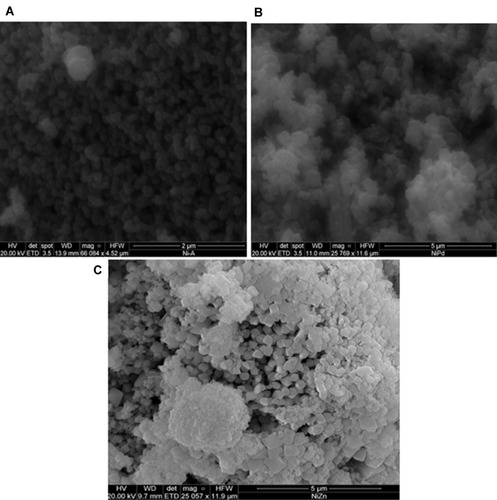 Figure 5 FE-SEM of biosynthesized nanomaterials: (A) NiO, (B) NiO–PdO, and (C) NiO–ZnO.