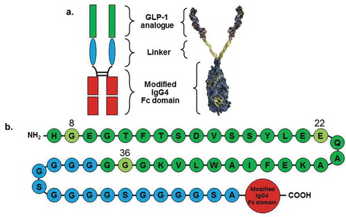 Figure 1. The dulaglutide molecule.This figure has been reprinted with permission from Kuritzky et. al 2014 [Citation23].Color code in B is representative of region color in A.GLP-1: glucagon-like peptide-1; IgG: immunoglobulin gamma; Fab: fragment antigen binding; Fc: fragment crystallizable