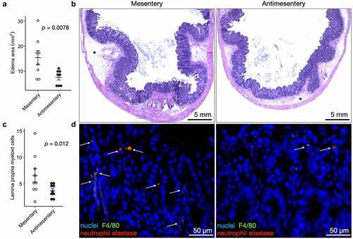 Figure 3. Difficile infection induces a gradient of edema and inflammation along the mesentery-antimesentery axis. A) Quantification of edema during C. difficile infection. Each point represents the average edema area at the mesentery and antimesentery from one mouse, n = 8. B) H&E images depicting edema area (asterisks, *) at the mesenteric and antimesenteric border. C) Quantification of inflammatory infiltration as measured by the number of myeloid cells (predominantly neutrophils) in the lamina propria per HPF (20×). Each point represents the average number of lamina propria myeloid cells at the mesentery and antimesentery from one mouse, n = 8. D) Immunofluorescence microscopy images show double-positive (orange represents the colocalization of F4/80 and neutrophil elastase staining) myeloid cells in the lamina propria. p-values shown from paired Wilcoxon signed-rank exact test.